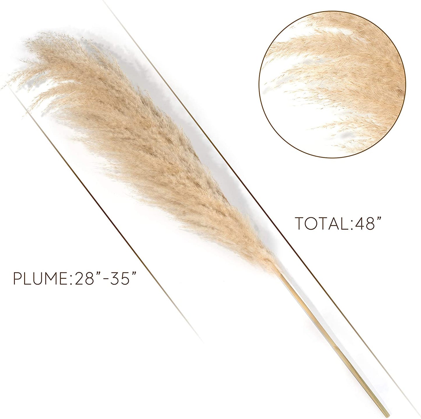 4 Stems Pampas Grass Tall Extra Fluffy 48" (4Ft) - Dried Natural Large Plant for Flower Arrangements Weddings Home Decor – Modern and Luxury Design Decorations (Beige)
